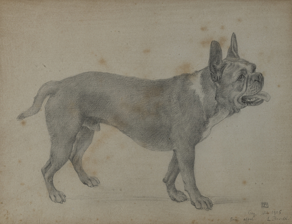Chien Rabbat