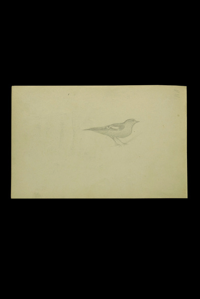 Oiseau perché
